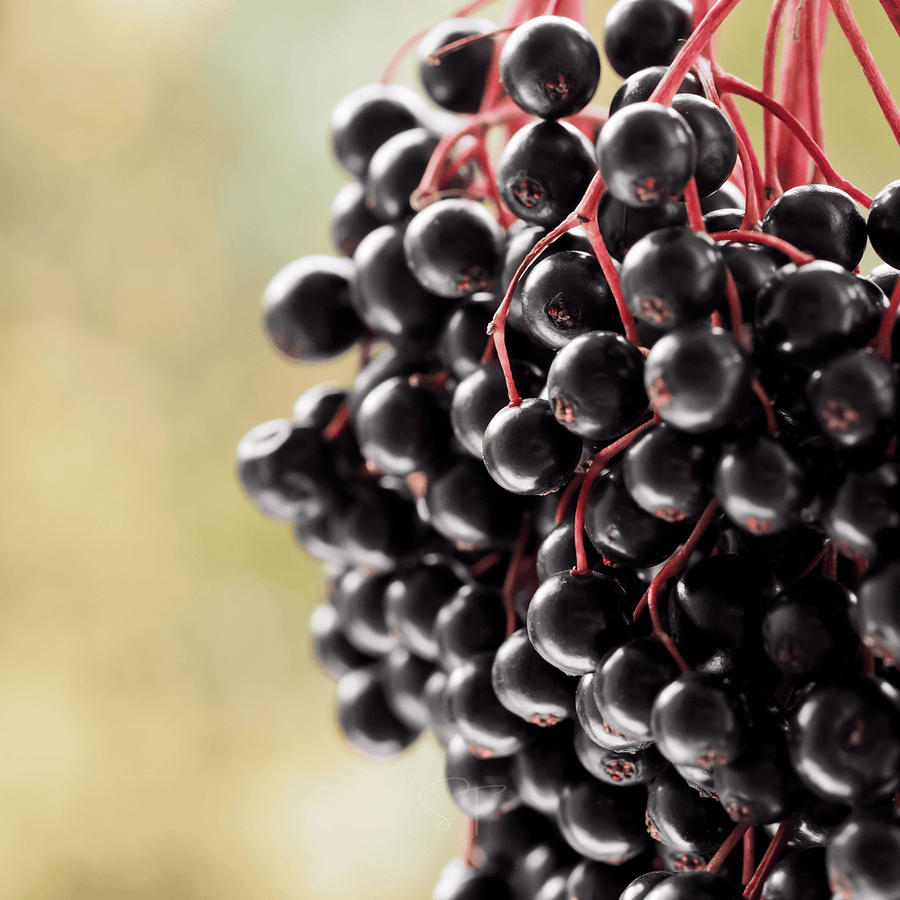 Berry Seed Collection (Elderberry • Blueberry • Strawberry)