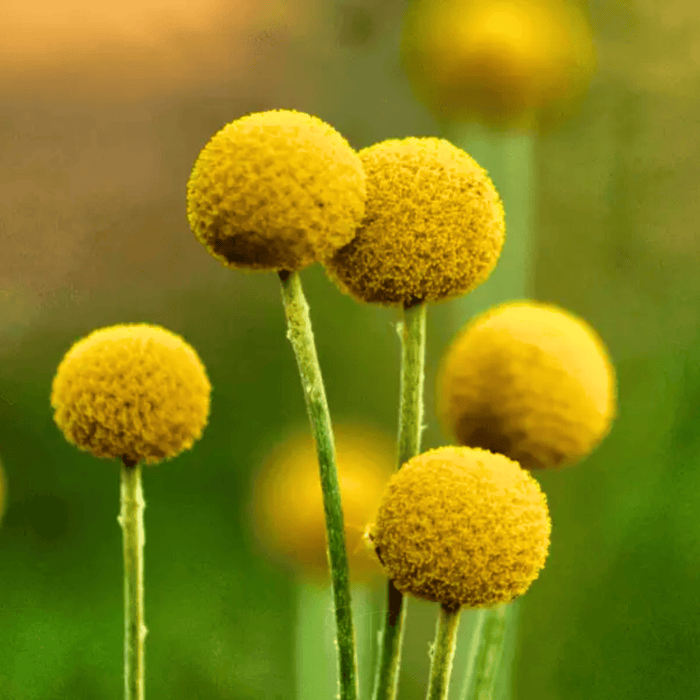Billy Buttons (Drumsticks) – 50 Seeds
