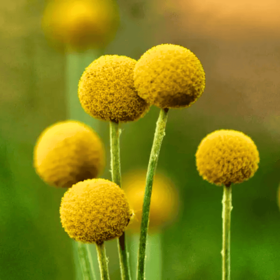Billy Buttons (Drumsticks) – 50 Seeds