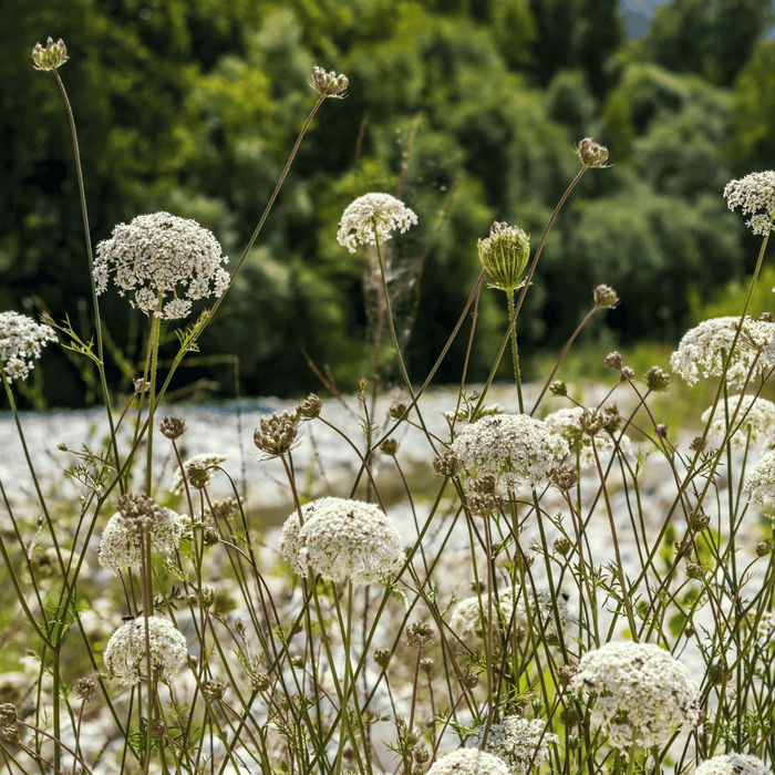 Bishop’s Flower (Wild Carrot) – 500 Seeds