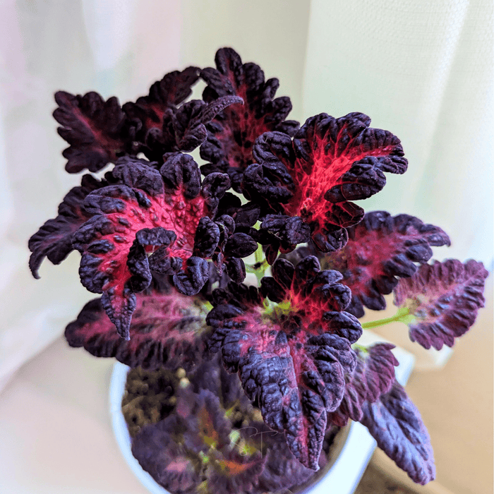 Black Dragon Coleus – 20 Seeds