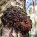 Blue Toad Botanicals® - GOLDEN 15 - Coffee Booster, Smoothie Booster, Powder Blend, Tea Blend | Delivery near me in ... Farm2Me #url#