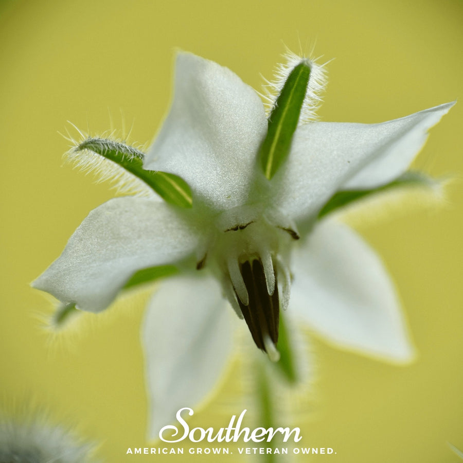 White Borage – 50 Seeds