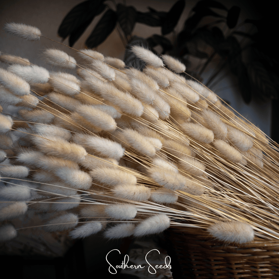Bunny Tails – 50 Seeds
