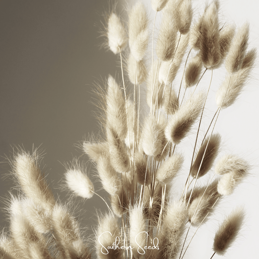 Bunny Tails – 50 Seeds