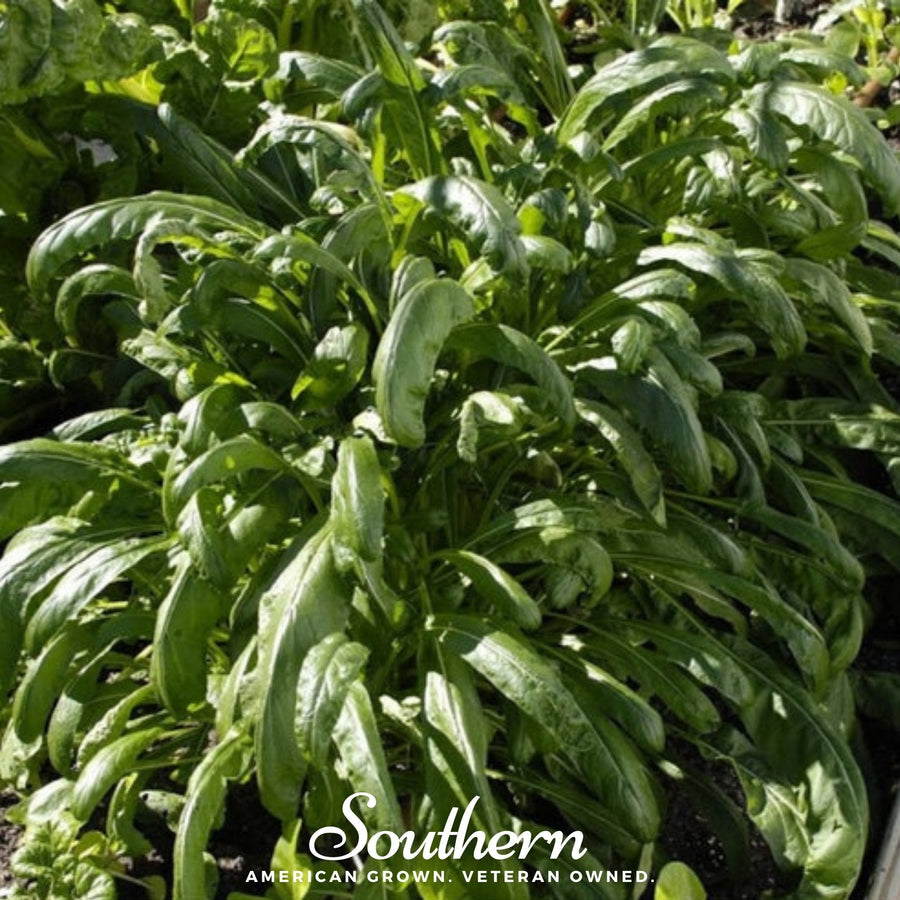 Mibuna Chinese Cabbage – 100 Seeds