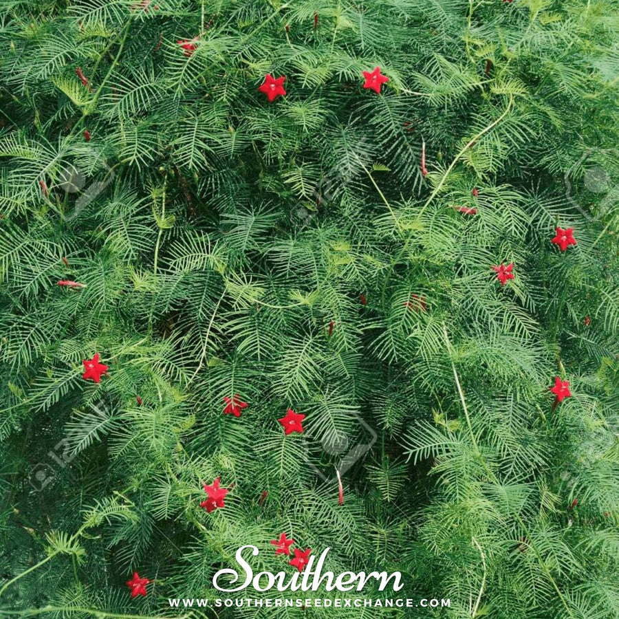 Cardinal Climber – 30 Seeds
