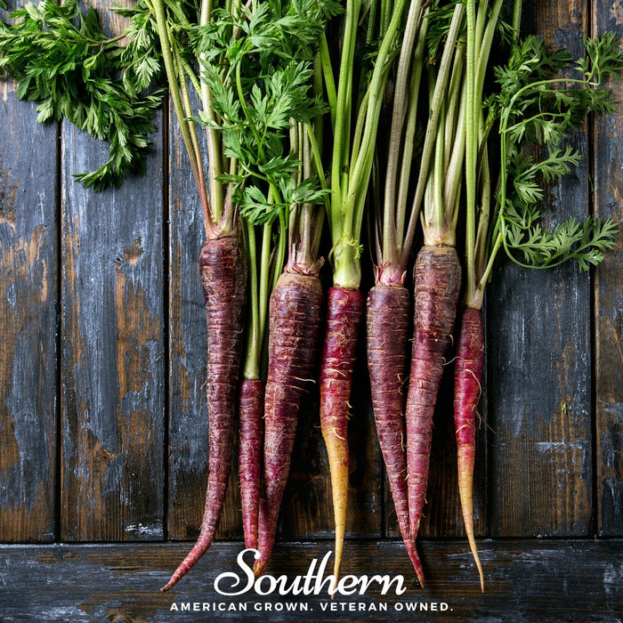 Cosmic Purple Carrot – 250 Seeds