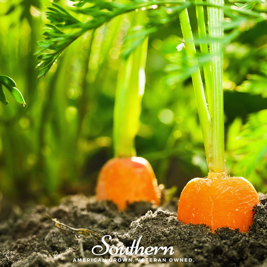 Danvers Carrot – 250 Seeds