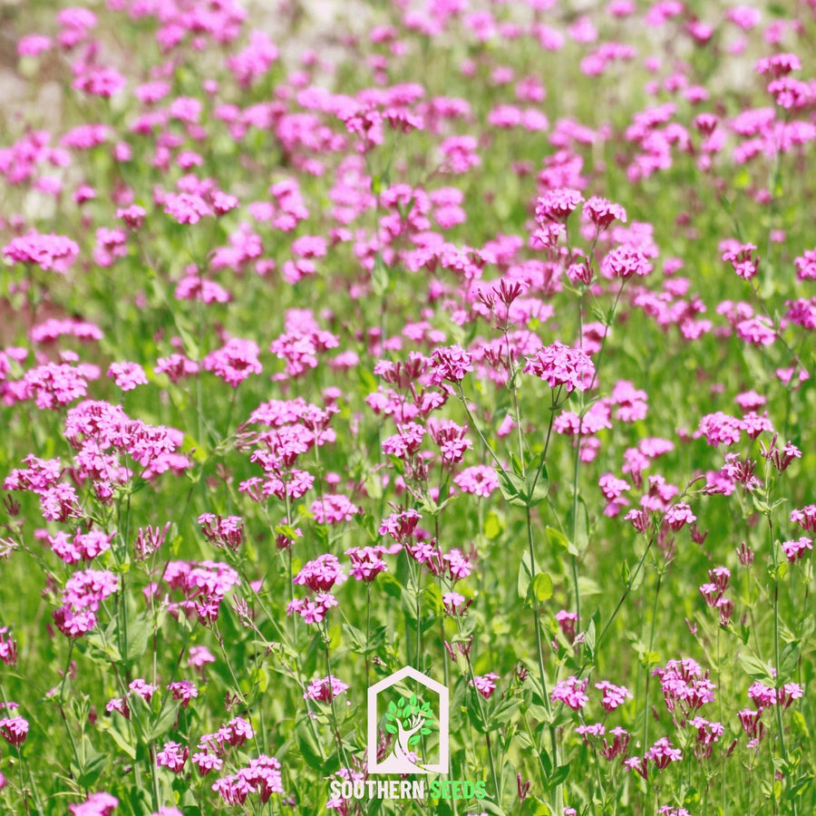 None So Pretty Catchfly – 250 Seeds