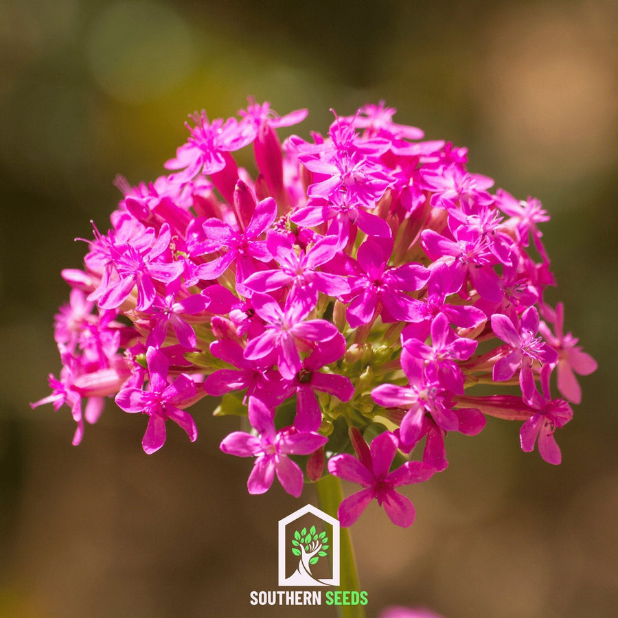 None So Pretty Catchfly – 250 Seeds