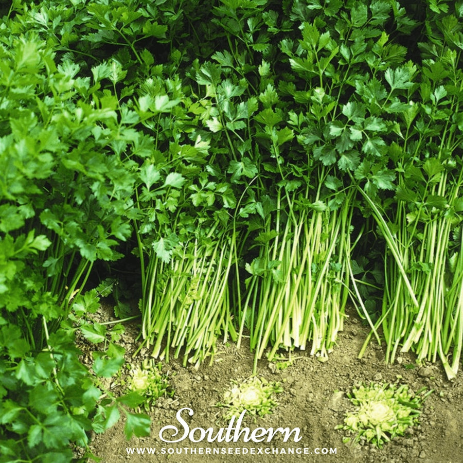 Cutting Celery – 200 Seeds