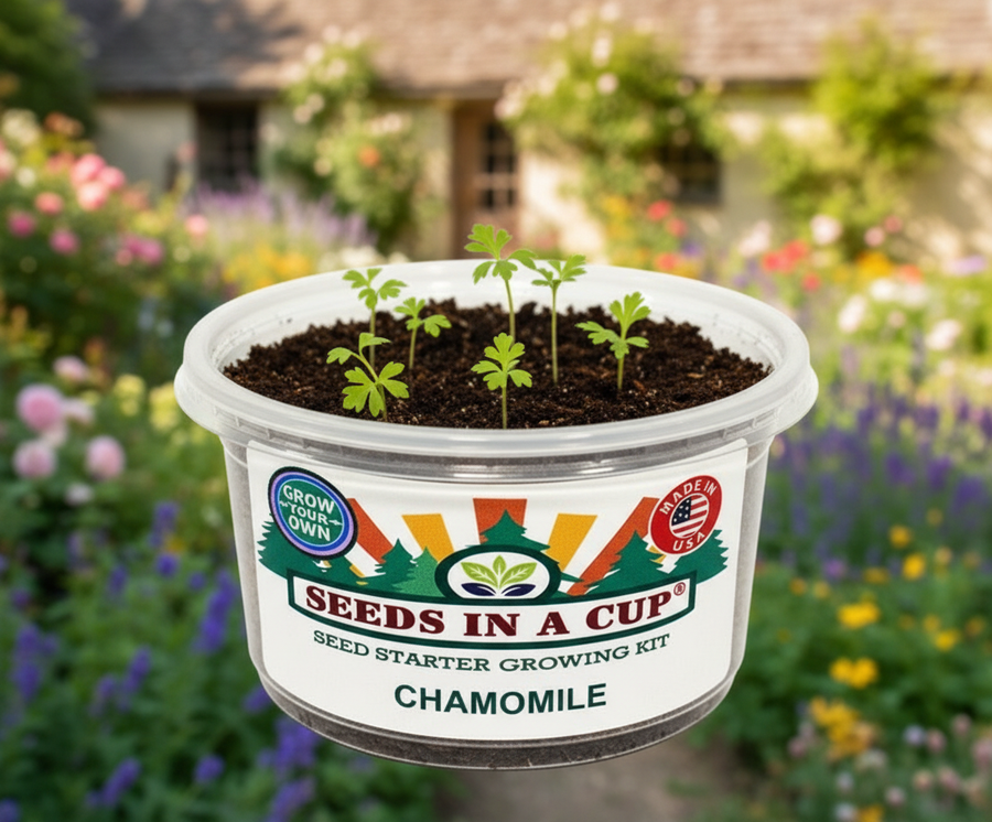 Chamomile Grow Kit | Seeds In A Cup®