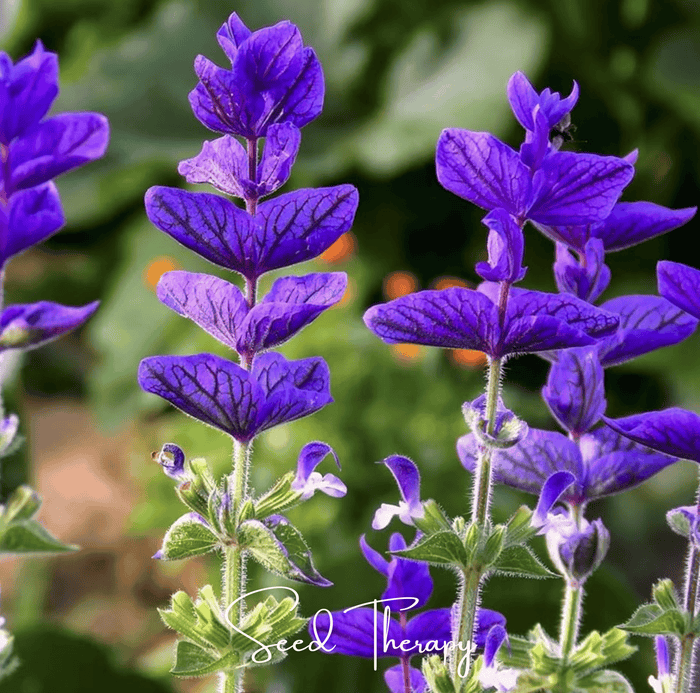 Blue Monday Clary Sage – 50 Seeds