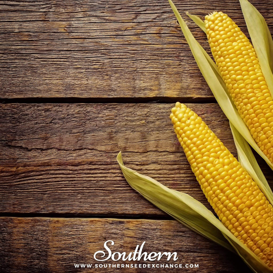Bantam 12 Row Corn – 30 Seeds