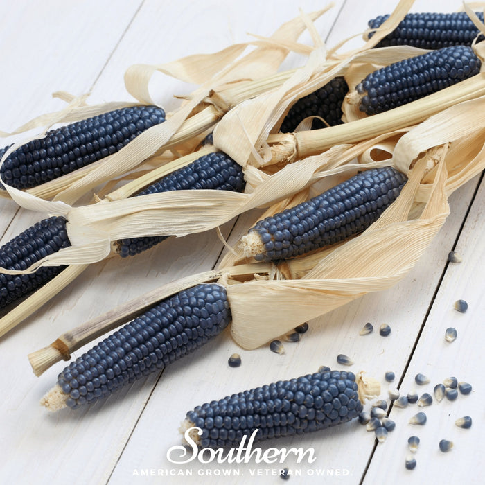 Hopi Blue Corn – 30 Seeds
