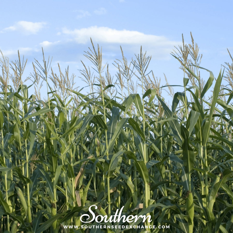 Indian Ornamental Corn – 30 Seeds