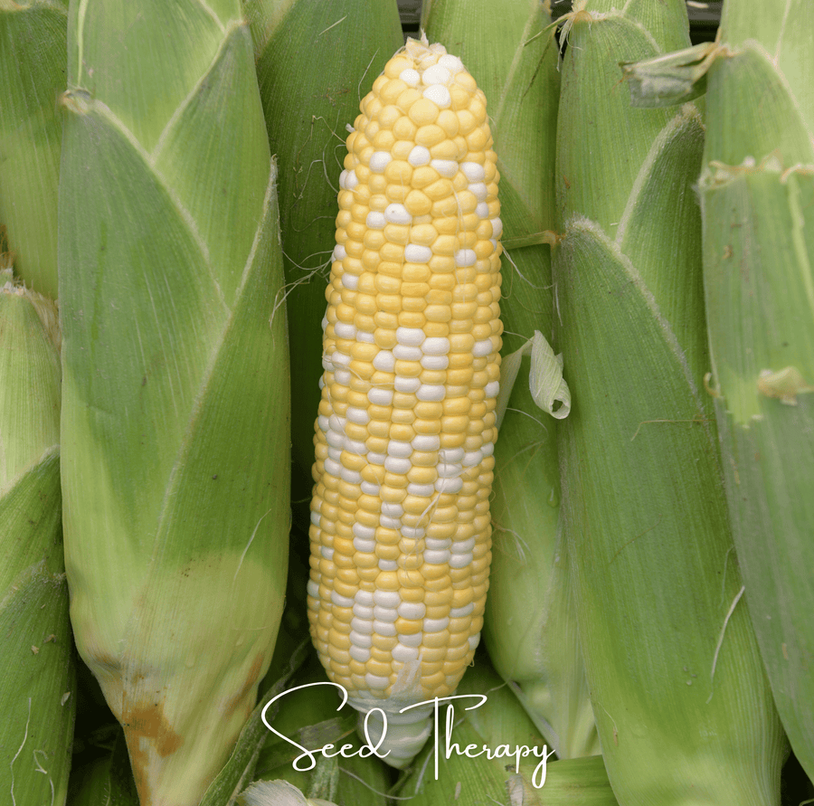 Peaches & Cream Corn – 30 Seeds