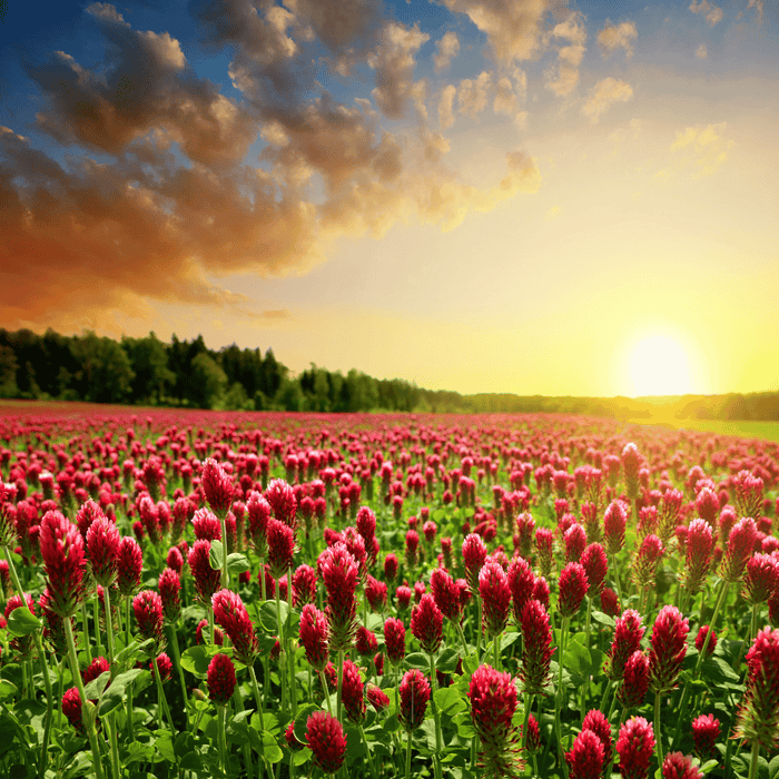 Crimson “Dixie” Clover – 1,000 Seeds