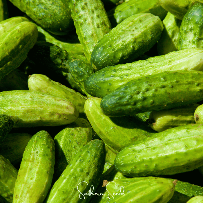 National Pickling Cucumber – 30 Seeds