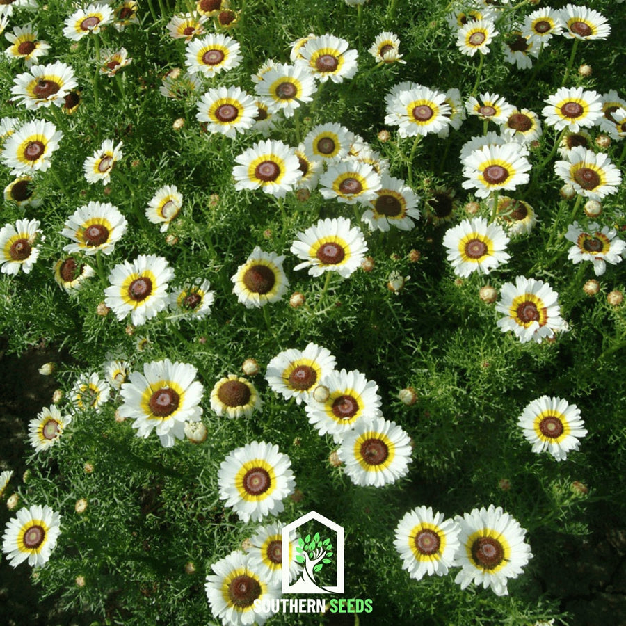 Polar Star Daisy – 50 Seeds