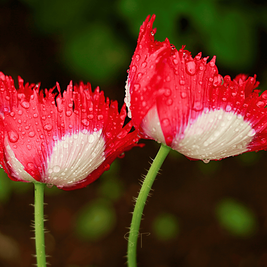 Danish Flag Poppy – 100 Seeds