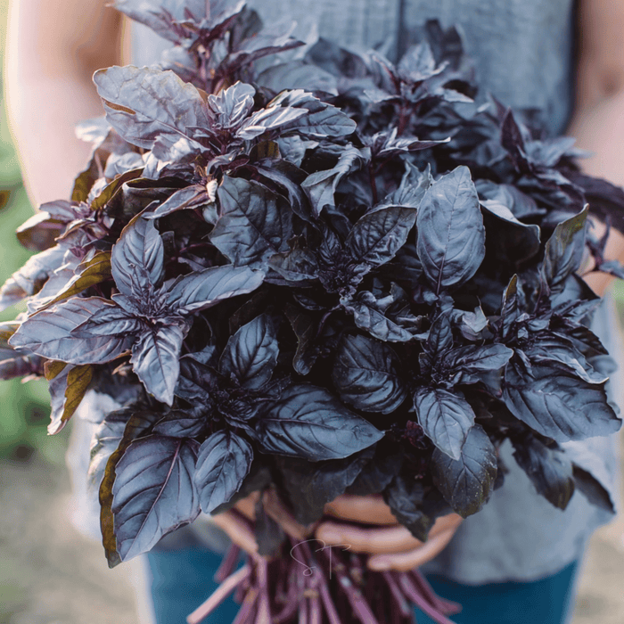 Dark Opal Basil – 250 Seeds