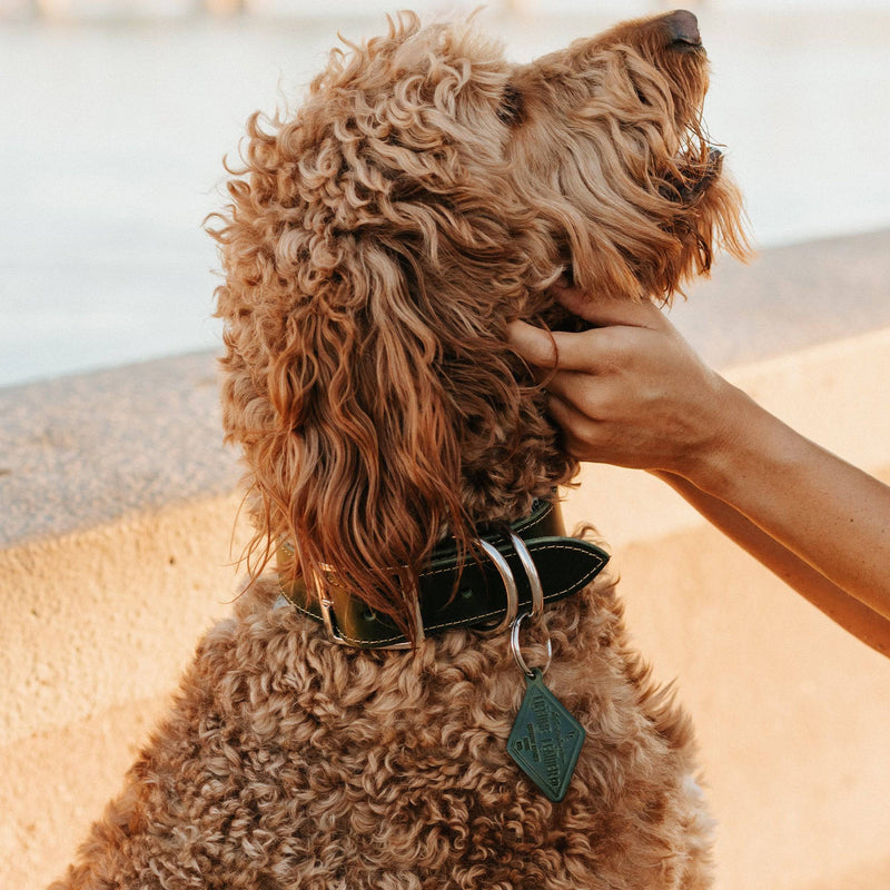 Leather Dog Collar - Designer - Lifetime Leather Co