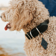 Leather Dog Collar - Designer - Lifetime Leather Co