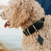Leather Dog Collar - Designer - Lifetime Leather Co
