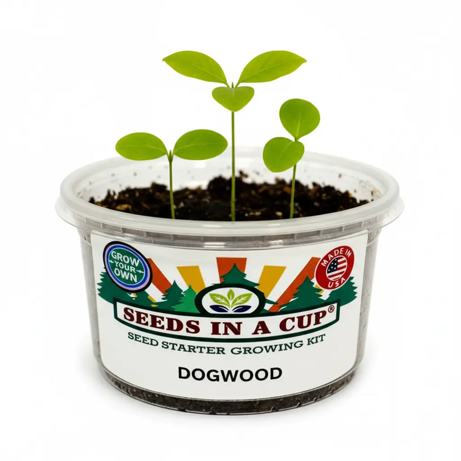 Flowering Dogwood Tree Grow Kit | Grow Cornus florida From Seed | Made in USA