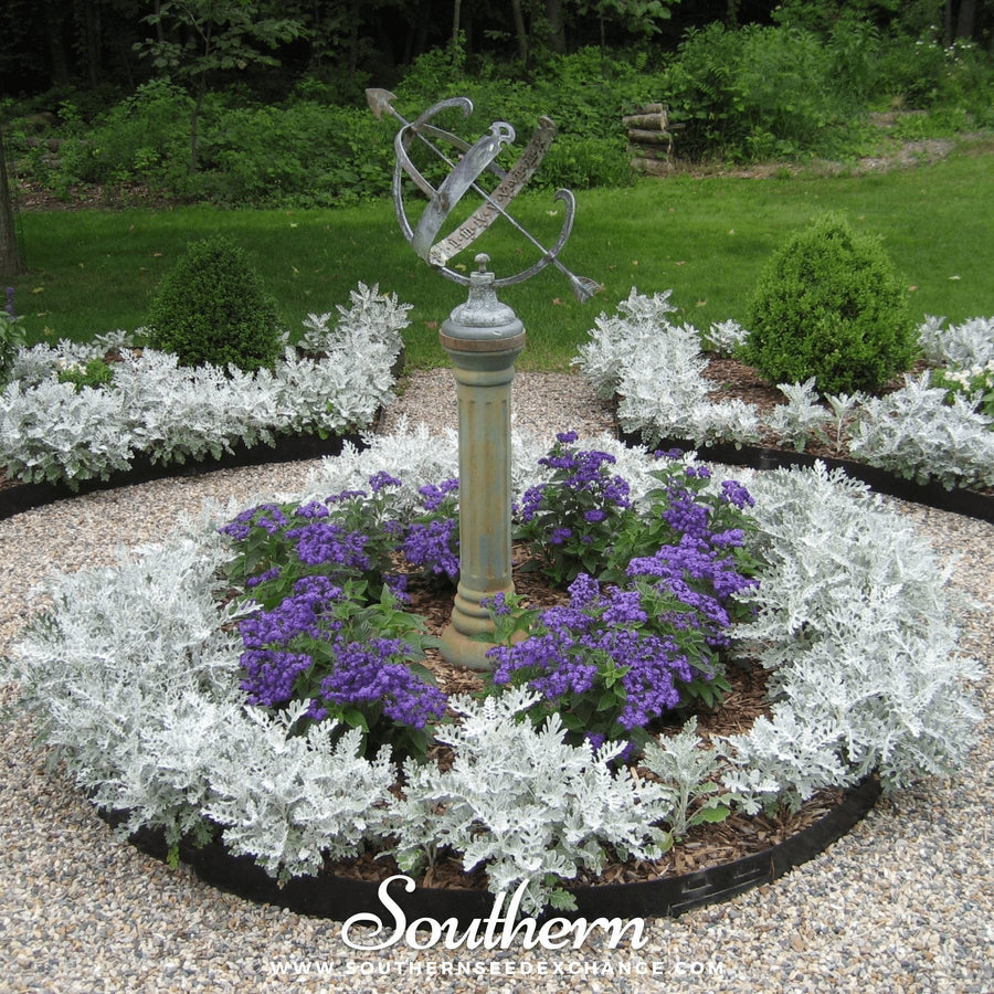 Dusty Miller Sivertown – 200 Seeds