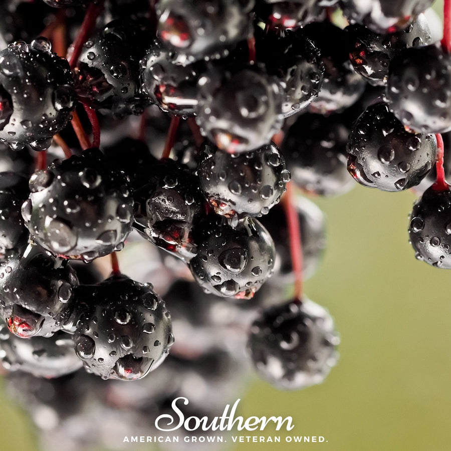 European Black Elderberry – 50 Seeds
