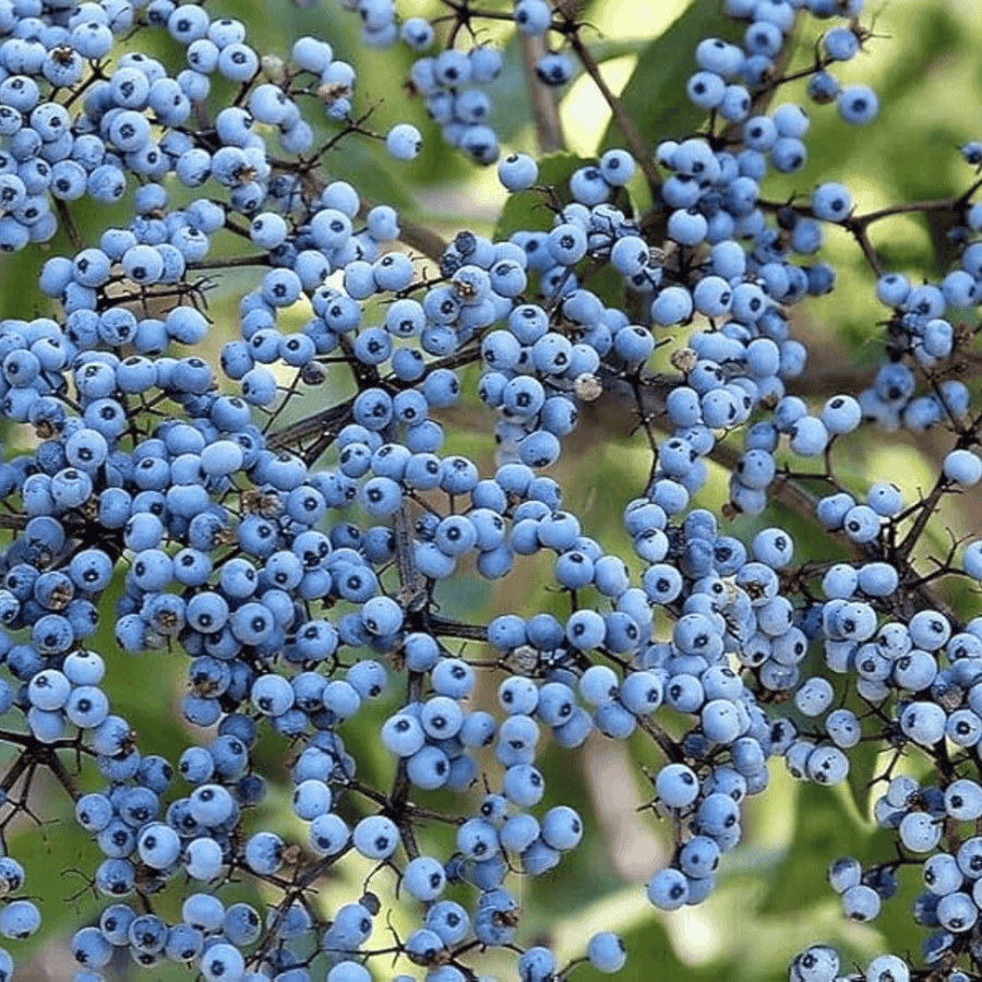 Elderberry Seed Collection (American Black • Red • Blue)