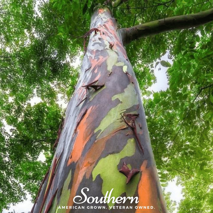 Rainbow Gum Tree Eucalyptus – 100 Seeds