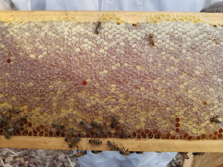 Frame of capped honeycomb with bees along the edges