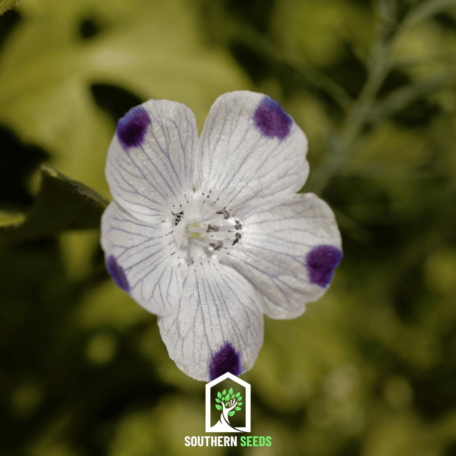 Five Spot – 50 Seeds