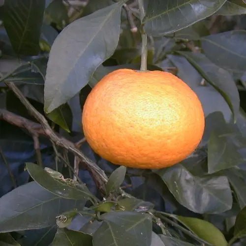 Girl Meets Dirt - Kankitsu Labo Candied Japanese Citrus Peels - Smallwares | Delivery near me in ... Farm2Me #url#