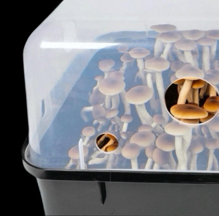 North Spore 'Boomr Bin' Monotub Mushroom Grow Kit by Farm2Me