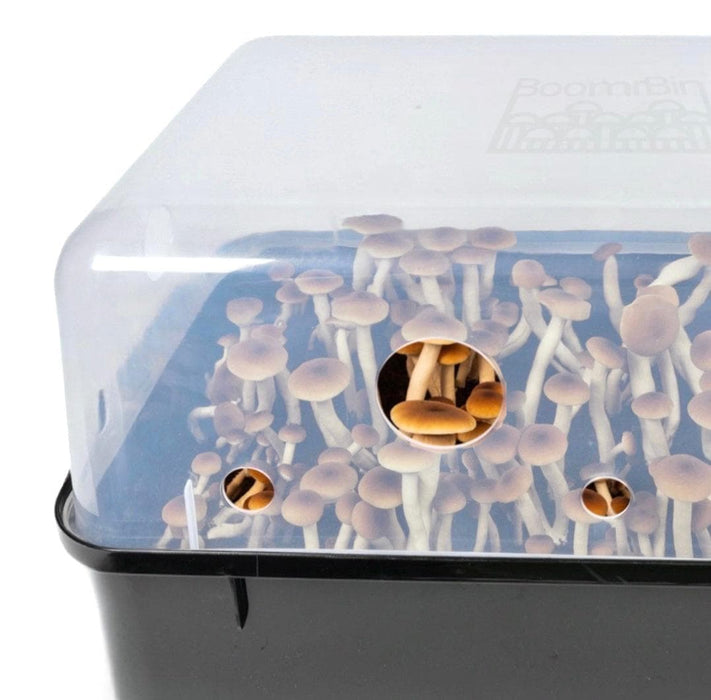 North Spore 'Boomr Bin' Mushroom Monotub by Farm2Me