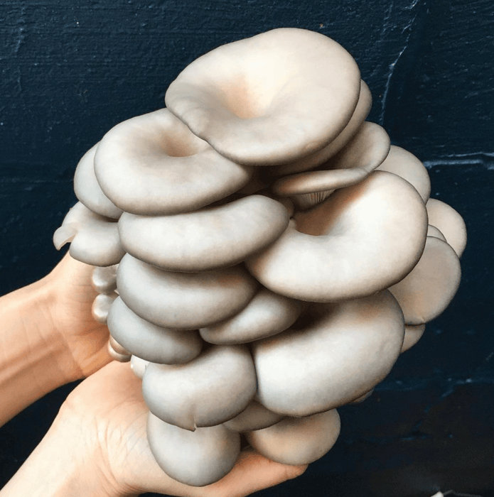 North Spore Organic Blue Oyster ‘Spray & Grow’ Mushroom Growing Kit by Farm2Me