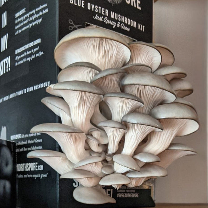 North Spore Organic Blue Oyster ‘Spray & Grow’ Mushroom Growing Kit by Farm2Me