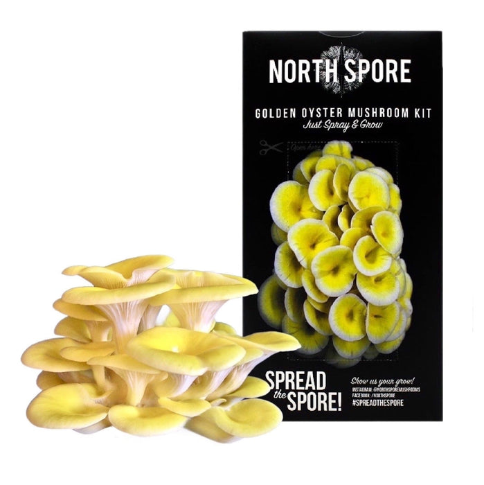 North Spore Organic Golden Oyster ‘Spray & Grow’ Mushroom Growing Kit by Farm2Me