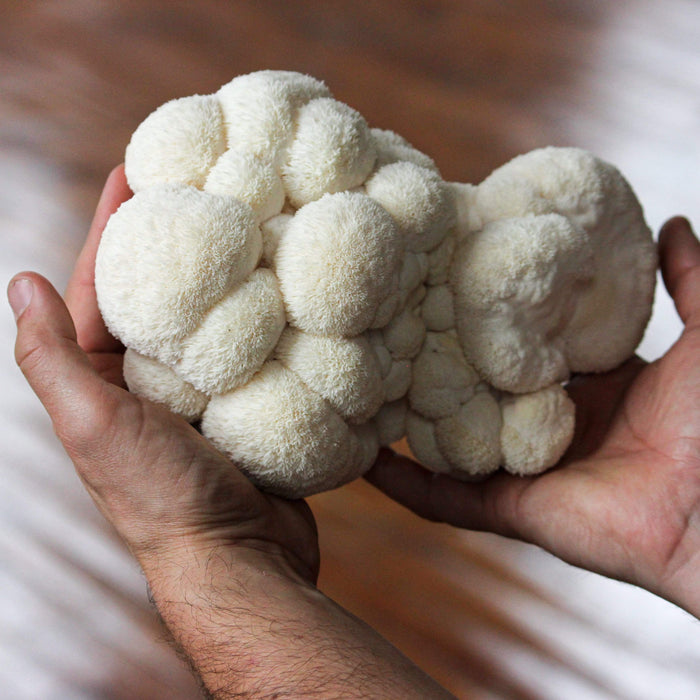 North Spore Organic Lion's Mane ‘Spray & Grow’ Mushroom Growing Kit by Farm2Me