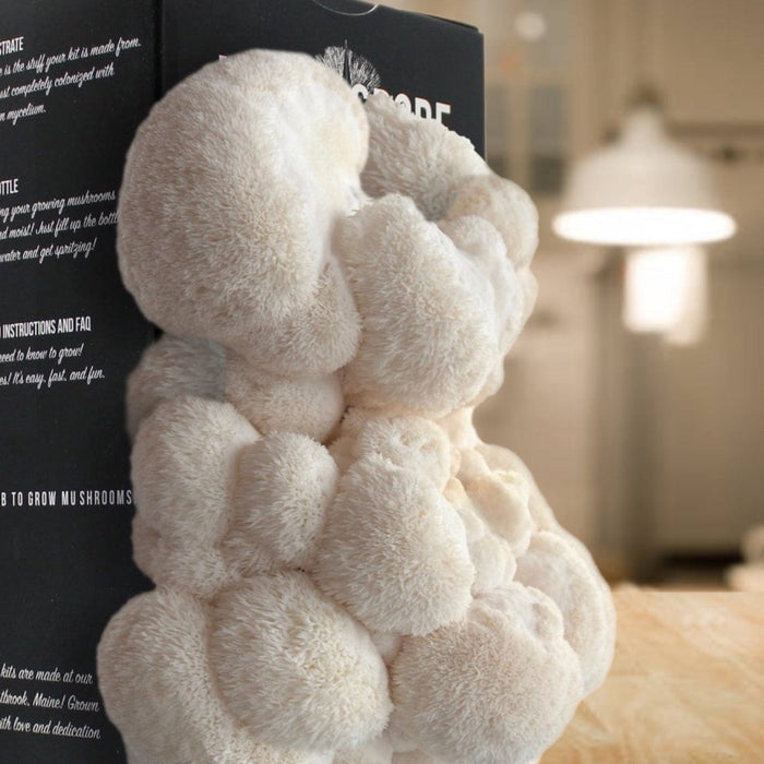 North Spore Organic Lion's Mane ‘Spray & Grow’ Mushroom Growing Kit by Farm2Me