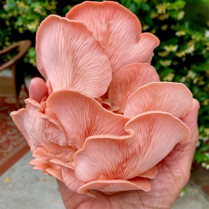 North Spore Organic Pink Oyster ‘Spray & Grow’ Mushroom Growing Kit by Farm2Me