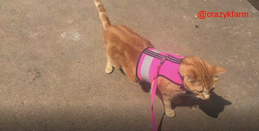 Holster Leash (Made in USA)