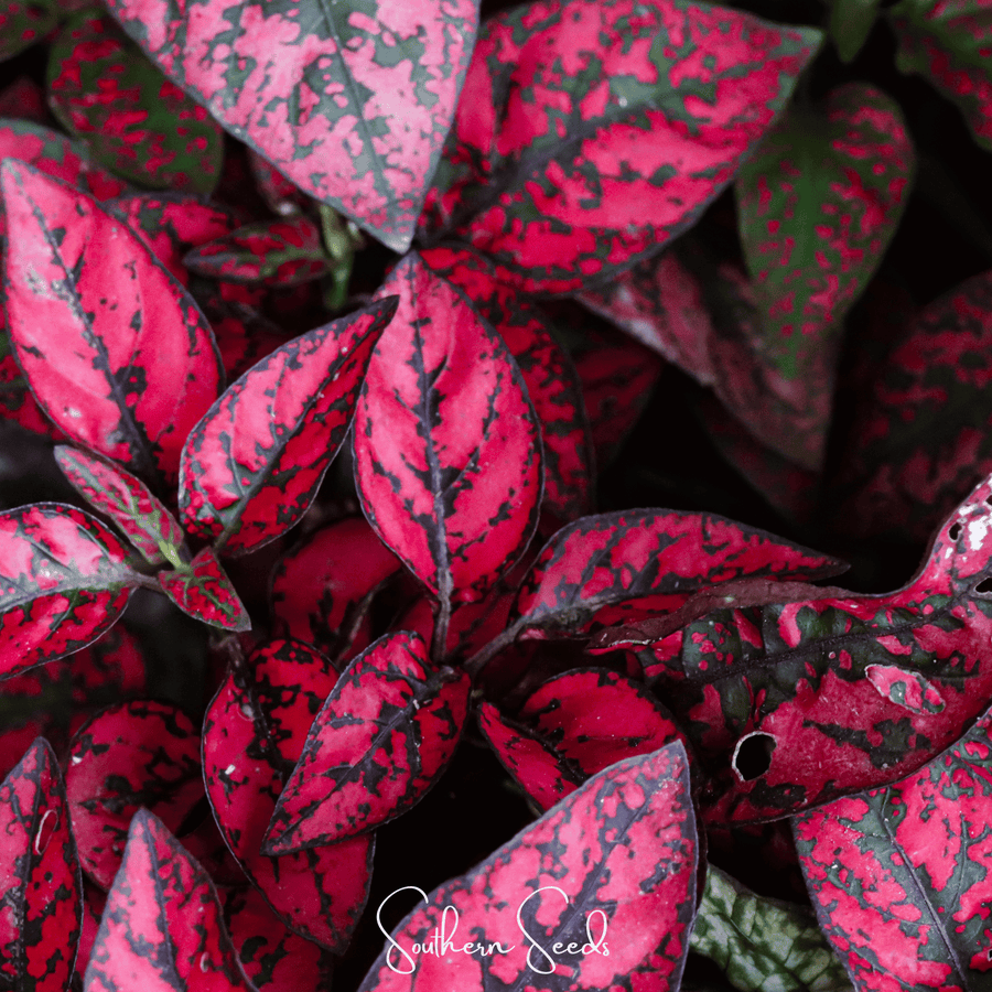 Splash Select Red Hypoestes – 25 Seeds