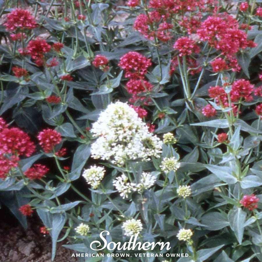 Jupiter’s Beard Mix – 50 Seeds