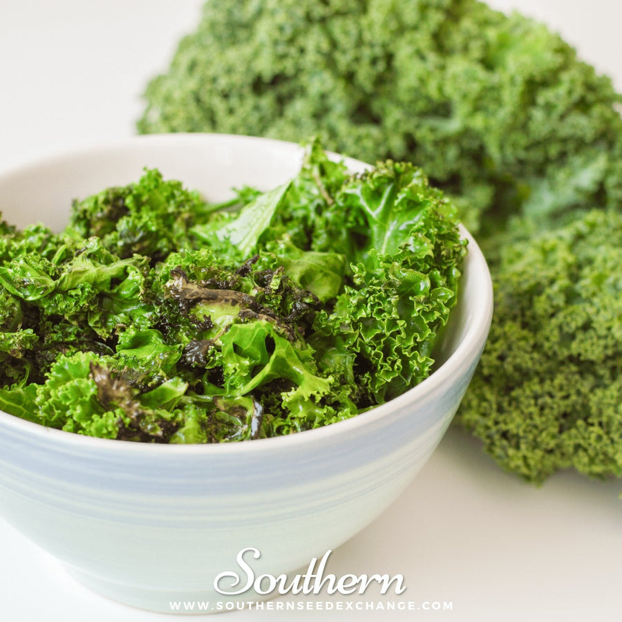 Dwarf Blue Curled Scotch Kale – 250 Seeds